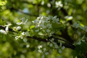 Close-up of white blossoms and green leaves on a Pyrus 'Korean Sun™' Ornamental Pear branch, set against a blurred foliage background.