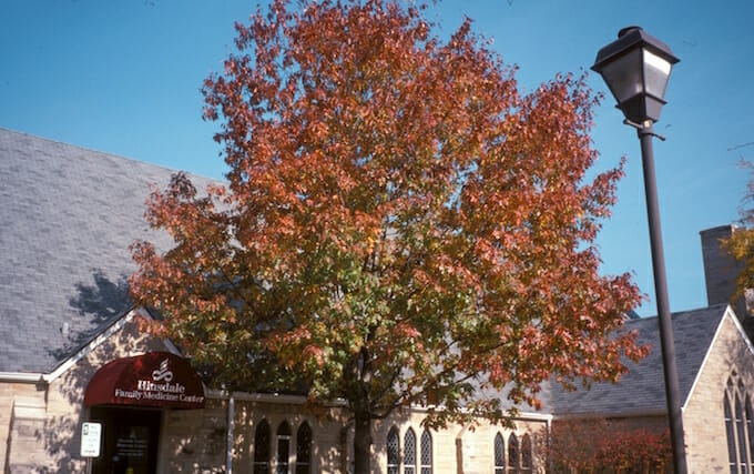 Quercus 'Red Oak' Tree