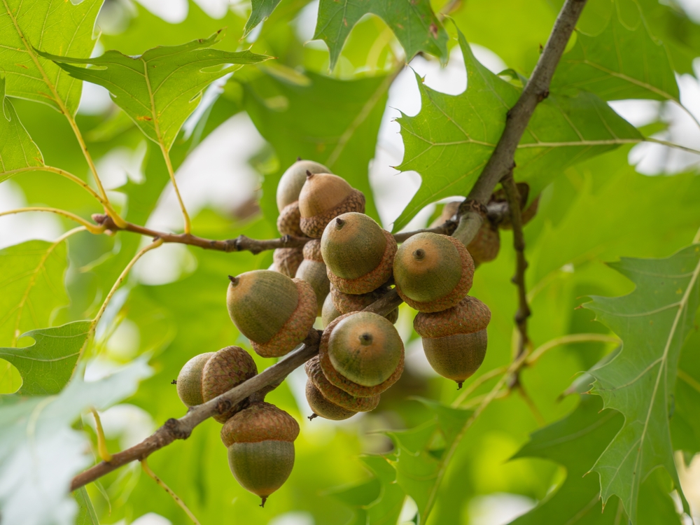 A close-up of several acorns on a Quercus 'Red Oak' Tree branch with green leaves in the background highlights the beauty of this stunning tree species.