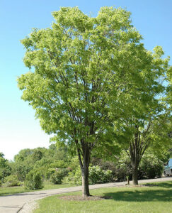 Zelkova 'Green Vase' Japanese Elm