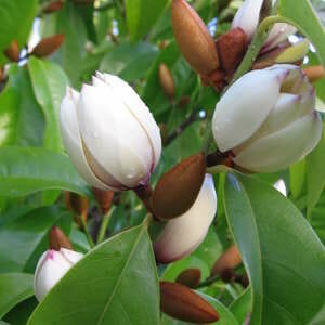 Magnolia 'Bubbles'