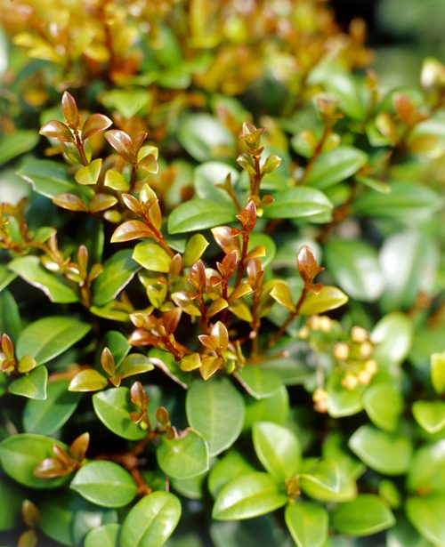 A close up of a Syzygium 'Pinnacle' Lilly Pilly 12" Pot plant with green leaves.