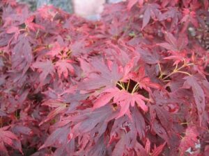 Acer 'Aratama' Japanese Maple 10" Pot