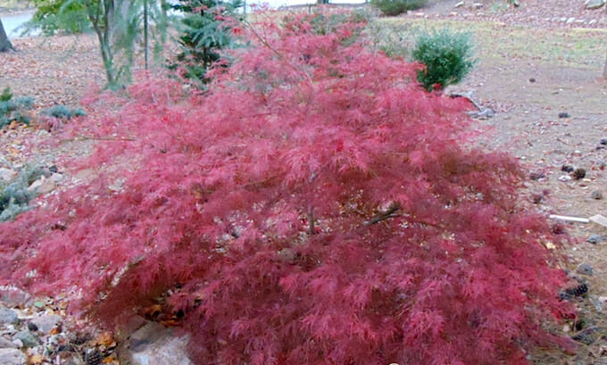 Acer 'Chantilly Lace' Japanese Maple 16" Pot