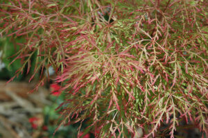 Acer 'Chantilly Lace' Japanese Maple