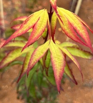 Acer 'Emerald Sunset' Japanese Maple
