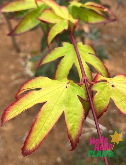 Acer 'Emerald Sunset' Japanese Maple