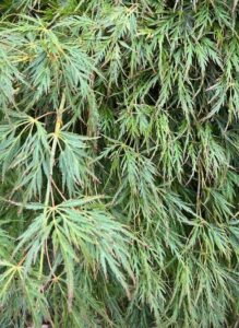 Close-up of dense, green, feathery leaves on an Acer 'Irish lace' Japanese Maple. The healthy foliage, with a delicate texture like Irish lace, fills the frame.