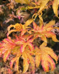 Close-up of Acer 'Peaches and Cream' Japanese Maple leaves turning yellow, orange, and red, showcasing vibrant autumn colors.