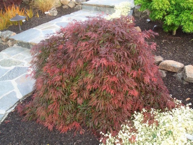 Acer 'Irish lace' Japanese Maple