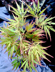 Acer 'Autumn Fire' Japanese Maple 16" Pot