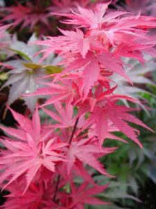 Acer 'Pixie' Japanese Maple
