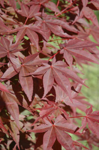 Acer 'Red Spray' Japanese Maple 16" Pot