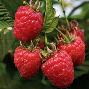Close-up of a cluster of bright red raspberries from Rubus 'Heritage' Raspberry 6" Pot hanging in a 6" pot with lush green leaves.