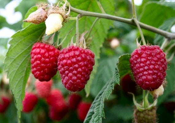 Close-up of three ripe red Rubus 'Heritage' Raspberry 6" Pot hanging from a branch with green leaves in the background.