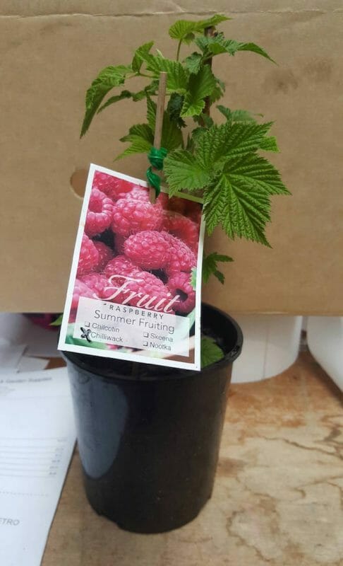 A Rubus 'Heritage' Raspberry 6" Pot plant with a label on it.