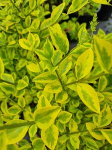 Close-up of Ligustrum 'Golden Privet' Variegated leaves, showcasing vibrant green and yellow foliage with dense growth and a small flower bud in the upper right.