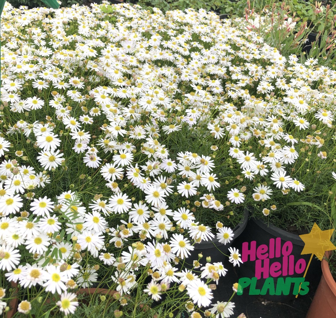 Brachyscome 'Cut-Leaf Daisy' White