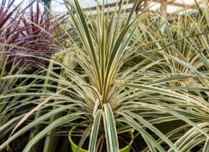 Cordyline 'Chardonnay' 10" Pot (Eco Grade) features long, narrow green and cream-striped leaves, perfect for growing inside a glasshouse.