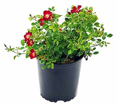 A potted Rose 'Red' PBR Carpet Rose in a 6" pot, featuring lush green leaves and vibrant red blooms against a white background.