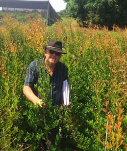 Acmena 'Firescreen' Lilly Pilly 20" Pot