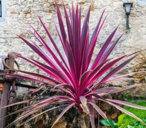 Cordyline 'Electric Pink™', with long, narrow spiky leaves in vibrant pink and green, grows in front of a stone wall and an old anchor.