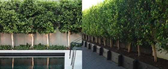 pleached-ficus-group-shot