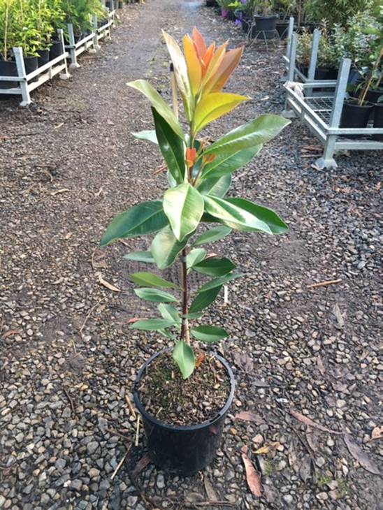Tristaniopsis 'Water Gum' 8" Pot features glossy green leaves and reddish new growth, displayed on a gravel path in a nursery setting.