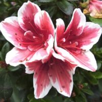 Three pink and white Azalea 'Mrs Kint' 8" Pot flowers on a bush.