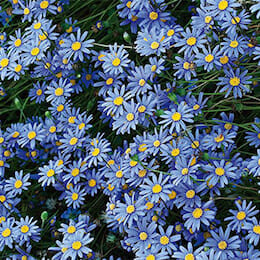 3” Blue Marguerite Daisy