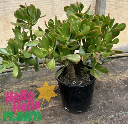 An 8" potted Crassula Jade (Large Leaf) succulent with thick, oval green leaves sits on a surface. A "Hello Hello Plants" sign with a yellow star is placed beside the pot.