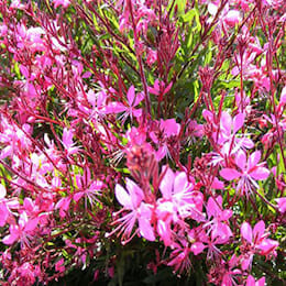 3” Pink Gaura