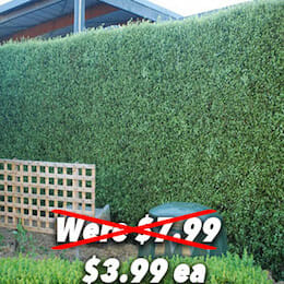 Silver Sheen 6 Conservation