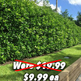 Viburnum 7 Conservation