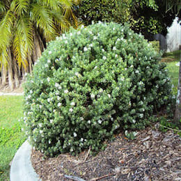 westringia-fruticosa