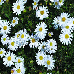 3” White Brachyscome