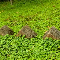Create a serene garden scene with Dichondra repens—its dense green cover and partially buried stone blocks add tranquillity to any space. Consider using Dichondra repens for lush, peaceful groundcover in your own garden.