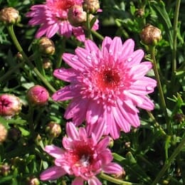 3” Pink Marguerite