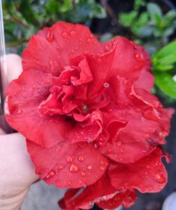 A close-up of a hand holding Azalea 'Dr. Koester' with ruffled red petals and water droplets, set against blurred green foliage—perfect for brightening spaces in a 6" pot.