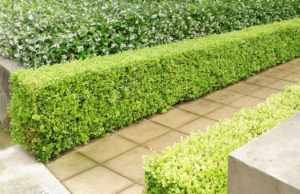 A neatly trimmed Buxus 'Japanese Box' hedge borders a paved walkway, with additional leafy shrubbery in the background.