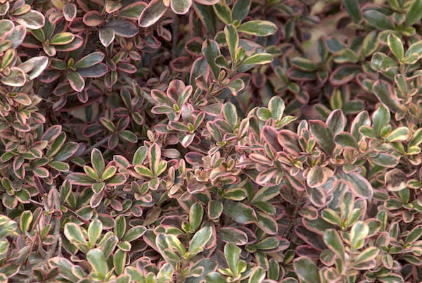 Coprosma 'Rainbow Surprise'