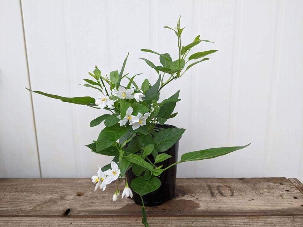 A small Solanum 'White Potato Vine', featuring green leaves and delicate white flowers, sits in a 6" pot on a wooden surface against a plain wall.