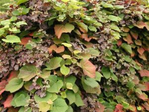 An 8" pot of Vitis coignetiae 'Crimson Glory Vine' features dense, leafy layers with a mix of green and reddish-brown leaves, showcasing a symphony of colors and textures.