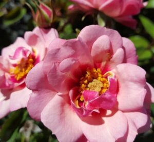 In a Rose 'Berry Delightful' Bush Form garden, two pink roses in bush form are blooming.