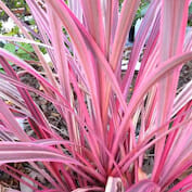 A pink plant in a garden with brown leaves.