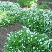 Deutsia-gracilis-Nikko-2