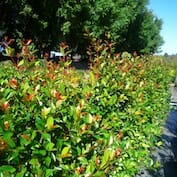 Lilly Pilly “Resilience”