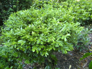 Buxus 'Shaggy Box' 8" Pot