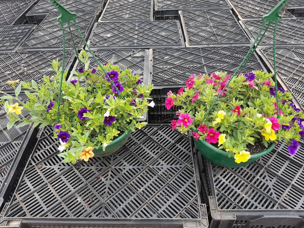 Two hanging baskets filled with the stunning Calibrachoa 'Million Bells' 10'' Hanging Basket are bursting with vibrant colors. One features lively purple and yellow blooms, while the other showcases a delightful mix of pink and yellow flowers, all displayed beautifully on a grid-patterned surface.