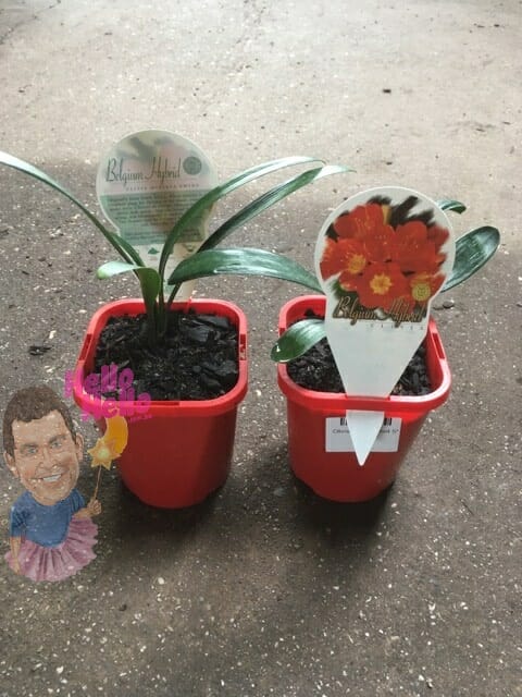 Clivia miniata RED 5inch pot In Store @ Hello Hello Plants